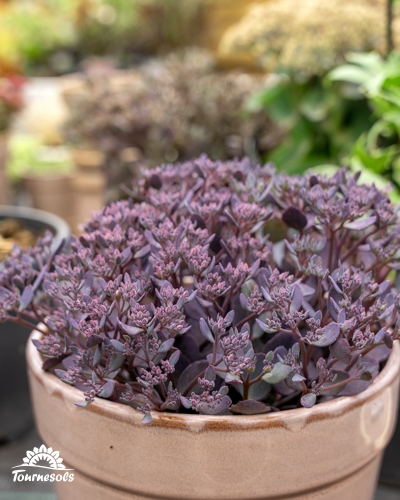 Un orpin (sedum) au feuillage pourpre et aux boutons floraux roses dans un pot en terre cuite.